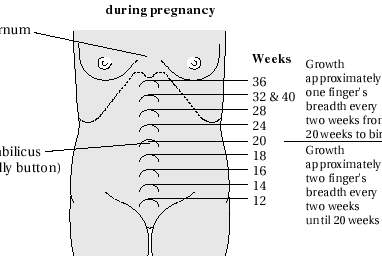 Tamaño del útero |