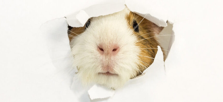 MycoScience - Alternativas a pruebas de sensibilidad en cobayas...