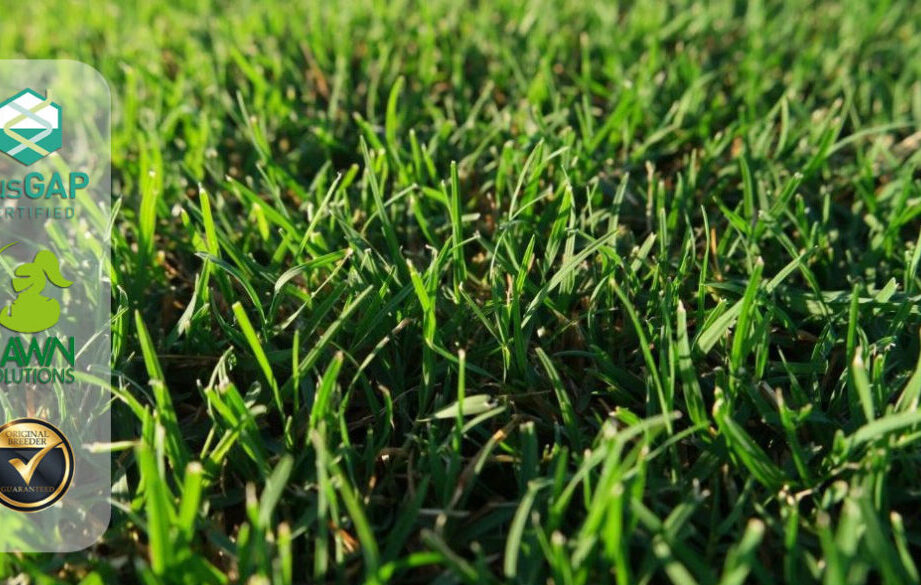 Calculadora de fertilizantes para césped: (nueva 2023) Mejor cuidado del césped