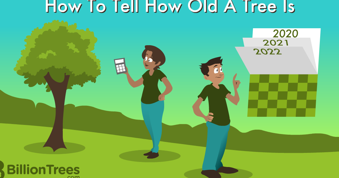 Cómo saber la edad de un árbol (el truco funciona siempre en todos los árboles...