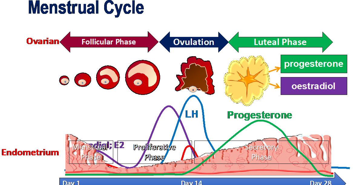 Cómo realizar un seguimiento de su ciclo menstrual, ciclo lúteo