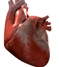 Calculadora de superficie corporal vintage Calculadora médica BSA Calculadora cardíaca ...