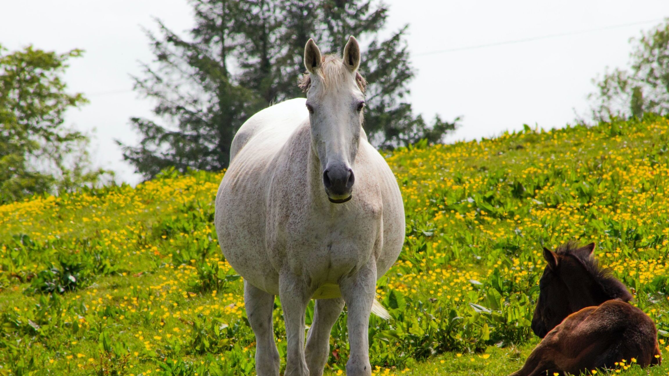 Calendario de vacunación para yeguas gestantes – Reproducción Equina...