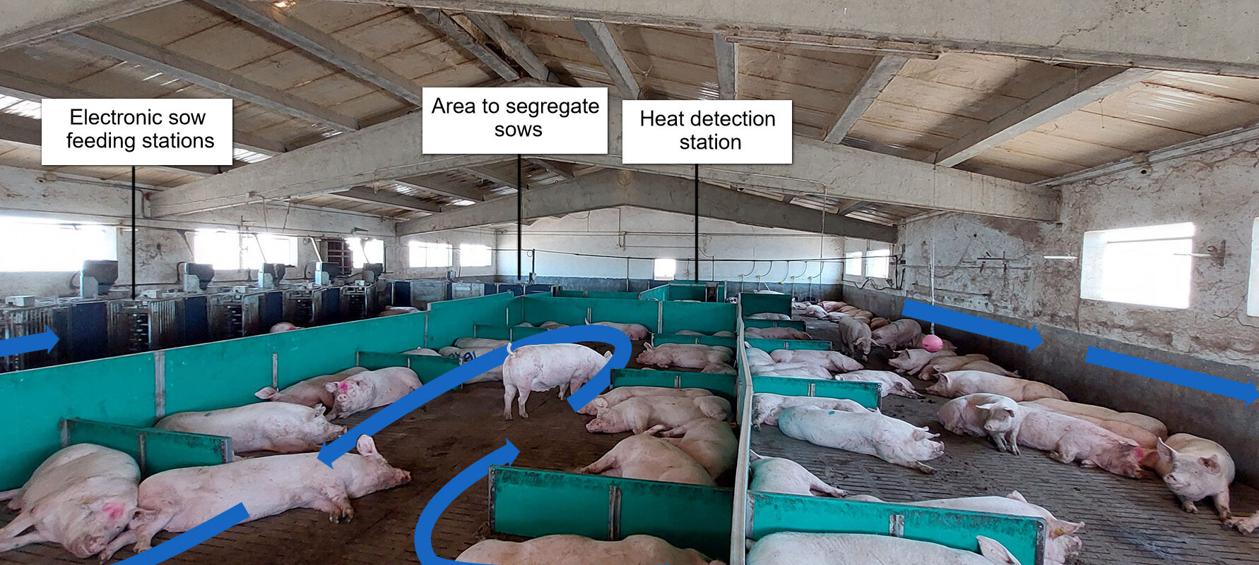 Cerdas gestantes en grupo dinámico con seguimiento de peso...