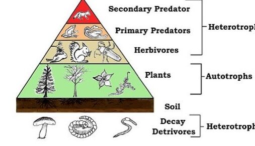 Mejora del FCR en la piara de cerdos del Reino Unido