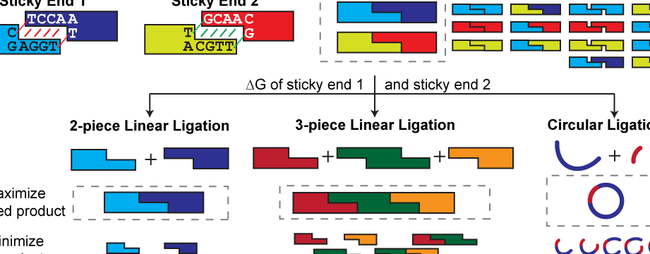 Calculadora de ligaduras NP-pegajoso