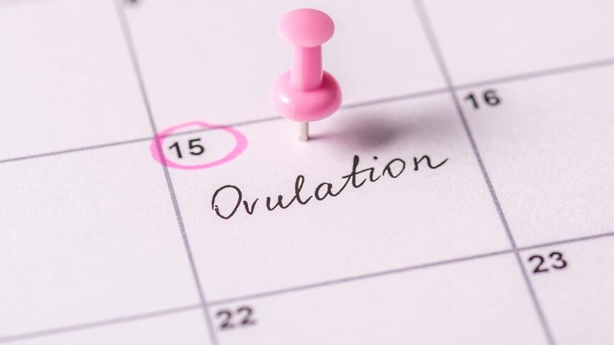 Calculadora de ovulación: realice un seguimiento de su período fértil – Forbes Health