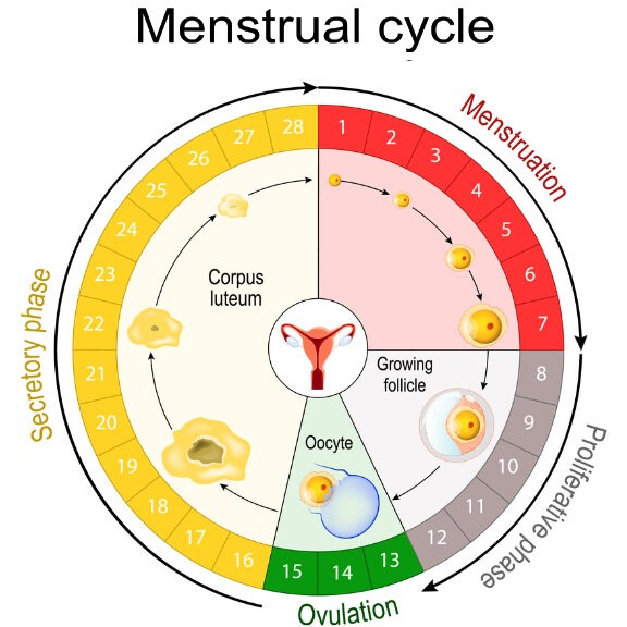 Calculadora de periodo y ovulación: Calendario de fechas fértiles - Maternidad ...