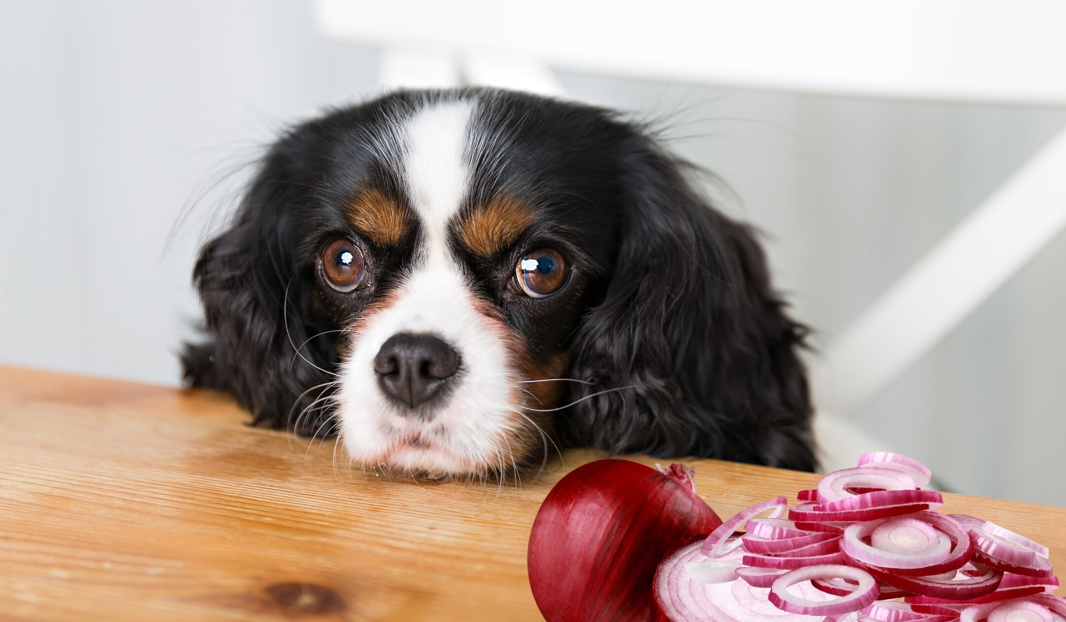 Calculadora de toxicidad de la cebolla para perros: comprobación rápida para evaluar los riesgos