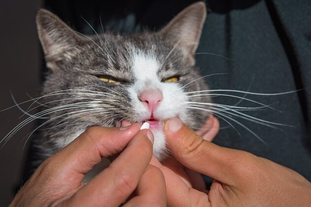 Tramadol para gatos: descripción general, dosis y efectos secundarios - Cats.com