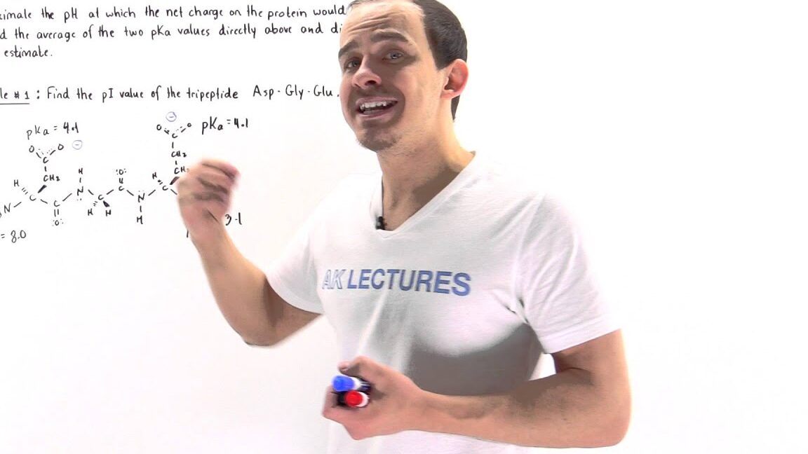 Calculadora del Punto Isoeléctrico Conferencias AK: Cálculo del punto isoeléctrico de proteínas