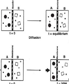 Calculadora Kt/V de Daugirdas Tarjetas didácticas de diálisis crónica |