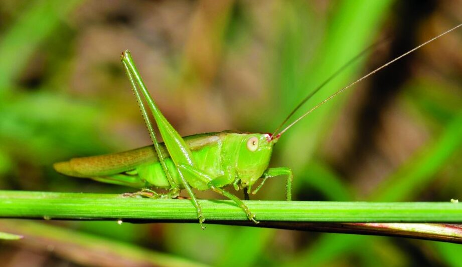 Clima terrestre: cómo saber la temperatura contando los chirridos de los grillos